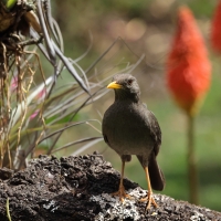 Drozd bury - Chiguanco Thrush