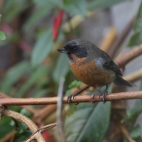 Haczykodziobek czarnogardły - Black-throated Flowerpiercer