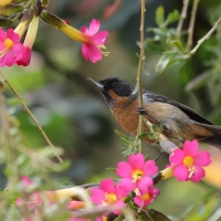Haczykodziobek czarnogardły - Black-throated Flowerpiercer