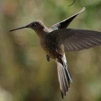 Gigancik - Giant Hummingbird