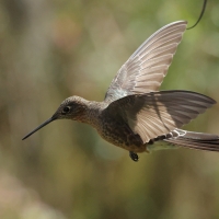 Gigancik - Giant Hummingbird