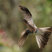 Gigancik - Giant Hummingbird