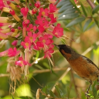 Haczykodziobek czarnogardły - Black-throated Flowerpiercer