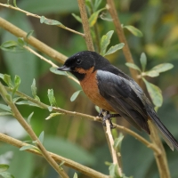 Haczykodziobek czarnogardły - Black-throated Flowerpiercer