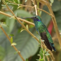 Uszatek niebieskobrzuchy - Sparkling Violet-ear
