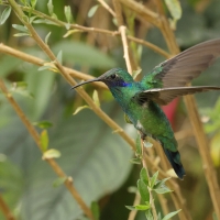 Uszatek niebieskobrzuchy - Sparkling Violet-ear
