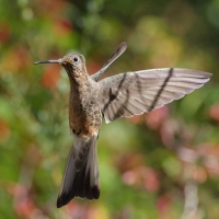 Gigancik - Giant Hummingbird