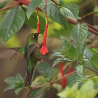 Metalik krasnosterny - Tyrian Metaltail