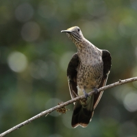 Gigancik - Giant Hummingbird