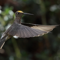 Gigancik - Giant Hummingbird