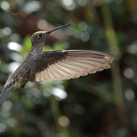 Gigancik - Giant Hummingbird