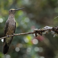 Gigancik - Giant Hummingbird