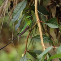 Paziak zielonosterny - Green-tailed Trainbearer