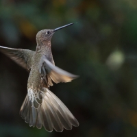 Gigancik - Giant Hummingbird