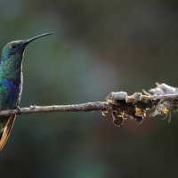 Uszatek niebieskobrzuchy - Sparkling Violet-ear