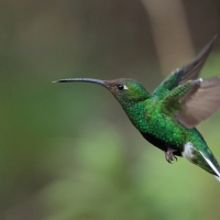 Nimfik - Mountain Velvetbreast