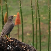 Drozd bury - Chiguanco Thrush