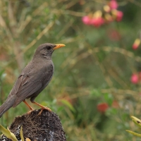 Drozd bury, Turdus chiguanco, Chiguanco Thrush
