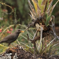 Drozd bury - Chiguanco Thrush
