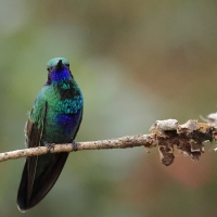 Uszatek niebieskobrzuchy - Sparkling Violet-ear