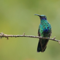 Uszatek niebieskobrzuchy - Sparkling Violet-ear