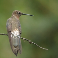 Gigancik - Giant Hummingbird