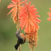 Haczykodziobek czarnogardły - Black-throated Flowerpiercer