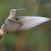 Gigancik - Giant Hummingbird