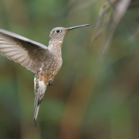 Gigancik - Giant Hummingbird