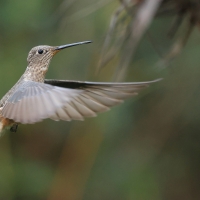 Gigancik - Giant Hummingbird