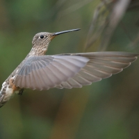 Gigancik - Giant Hummingbird