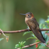 Uszatek brązowy - Brown Violet-ear