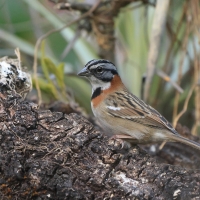 Pasówka obrożna - Rufous-collared Sparrow