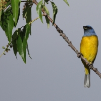 Tanagra żółtobrzucha - Blue-and-yellow Tanager