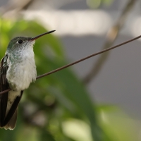 Szafirek zielonosterny - Green-and-white Hummingbird