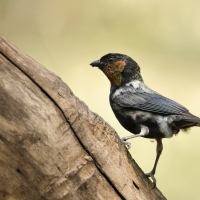 Tangarka siwogrzbieta - Silver-backed Tanager