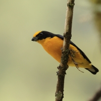 Organka grubodzioba - Thick-billed Euphonia