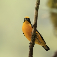 Organka grubodzioba - Thick-billed Euphonia