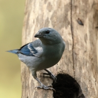 Tangarka niebieska - Blue-grey Tanager