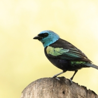 Tangarka niebieskoszyja - Blue-necked Tanager