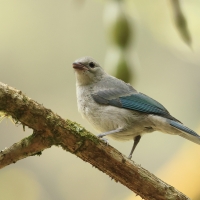 Tangarka niebieska - Blue-grey Tanager