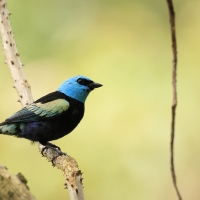Tangarka niebieskoszyja - Blue-necked Tanager