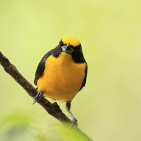 Organka grubodzioba - Thick-billed Euphonia