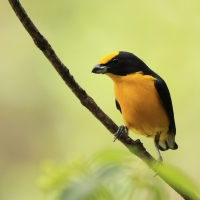 Organka grubodzioba - Thick-billed Euphonia