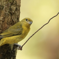 Organka grubodzioba - Thick-billed Euphonia