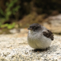 Tyranek szary - Torrent Tyrannulet