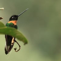 Elfik inkaski - Gould's Inca