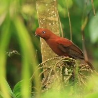 Skalikurek andyjski, Rupicola peruvianus, Andean Cock-of-the-rock