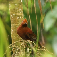 Skalikurek andyjski - Andean Cock-of-the-rock