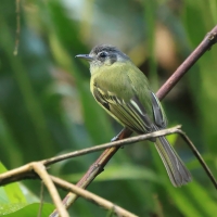 Oliwiak jasnogardły, Tolmomyias sulphurescens, Yellow-olive Flycatcher